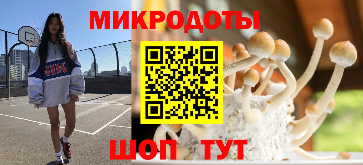 Галлюциногенные грибы Psilocybe Междуреченск